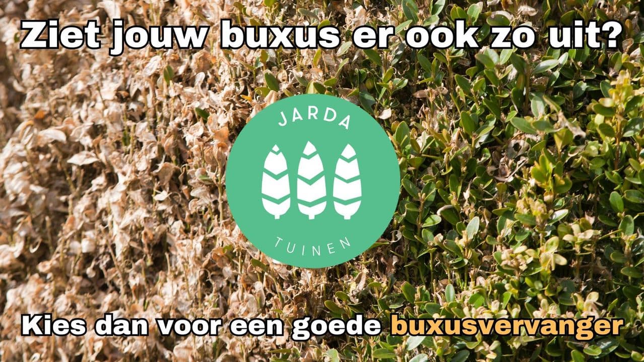 Op zoek naar een alternatief voor de aangetaste buxushaag? ๐ฟ๐